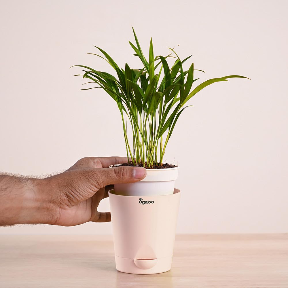Ugaoo Areca Palm - Live Air Purifying Plant -3 Ugaoo Areca Palm - Live Air Purifying Plant -3