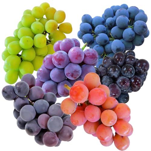 西予の美味しいぶどう セレクトセット 愛媛県 西予市 (おまかせ約2kg)