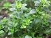 Clovers Garden Thyme Herb Plant , Non-GMO , Two (2) Live Plants - Not Seeds - Each 4"-7" tall - in 3.5 Inch Pots , Includes Clovers Garden Copyrighted Plant Care Guide
