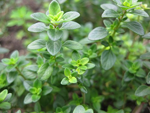 Clovers Garden Thyme Herb Plants- Two (2) Live Plants - Non-GMO - Not Seeds -Each 4-8 Tall- in 4 Inch Pots Drought Tolerant