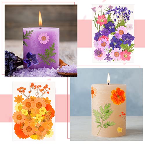 100 Flores Secas Prensadas para Manualidades DIY miniatura 5
