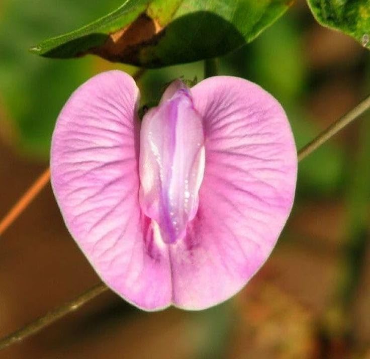 Oakwood Farms® Aprajita Imported flower seeds| pink Aprajita Flower seeds For Indoor/Outdoor home Gardening Pack of 40 seeds (B0CMX25LBW) Amazon Price History, Amazon Price Tracker