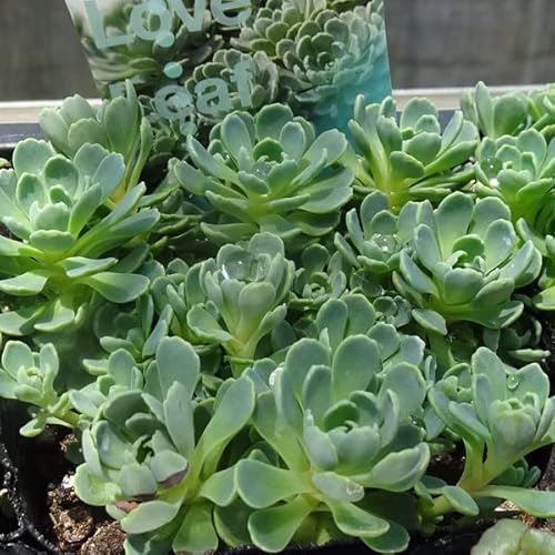 セダム：パキクラドス（ローズセダム）3号ポット 3株セットのサムネイル