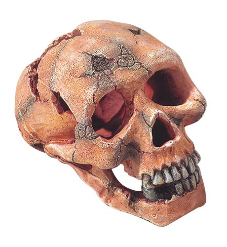 Aqua Della Europet Bernina Calavera decoración