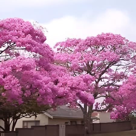 PAJUSDYASI - Beautiful All Time Healthy Live Plant "Tabebuia Rosea" Pink Trumpet Flower Tree for Home Garden Outdoor & Indoor plant.pack of 1 Healthy Live Plant