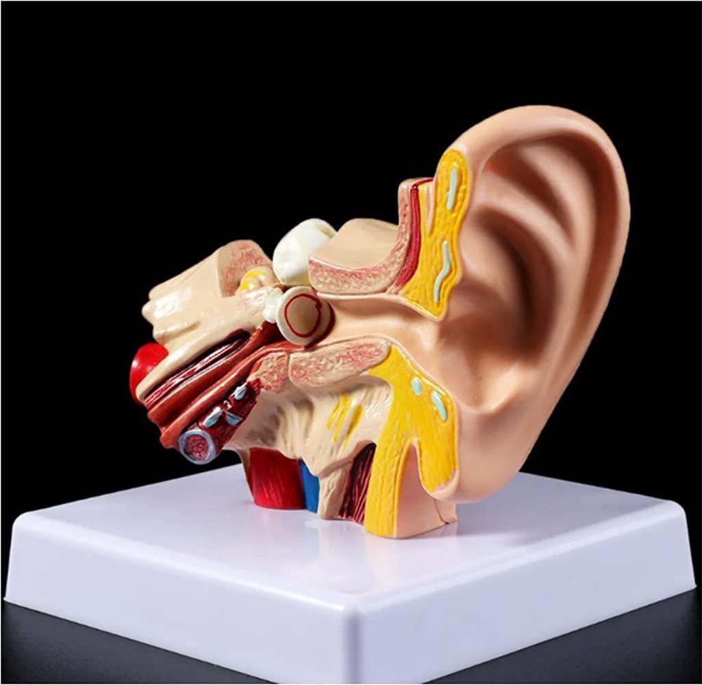 Model Anatomii Ucha Ludzkiego, Model Anatomii Ucha Ludzkiego 1,5 Razy Większy Model Akcesoriów Medycznych, Profesjonalne Organiczne Materiały Medyczne