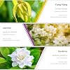 Essential Oils Set, ESSLUX Floral Essential Oils for Diffuser, Candle Making Scents - Rose, Jasmine, Gardenia, Ylang-Ylang, White Tea, Cherry Blossom, 6x10ml