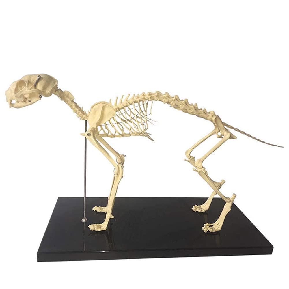 Amazon.co.jp: 猫の骨格モデル、1：1等身大の動物の骨格の解剖学的