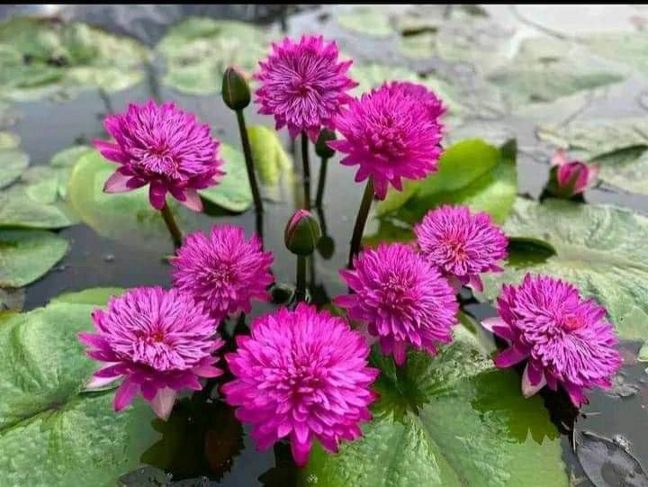 Tropical hybrid Water Lily live Plant with flower & flower bud (B0D3BVMFCV) Amazon Price History, Amazon Price Tracker