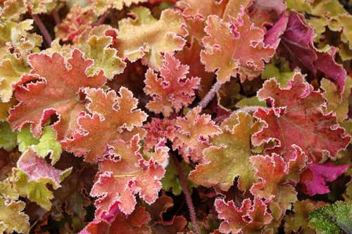 Purpurglöckchen - Heuchera Hybride 'Marmalade'