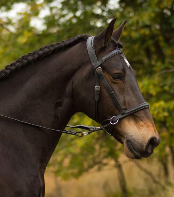 Gebisslose Zäumung für Pferde – Bittless Bridle und Sidepull in einem – Weich gepolstert mit breitem Nasen-, Stirn- und Genickstück – ideal für Western, Englisch und Wanderreiten – schwarz