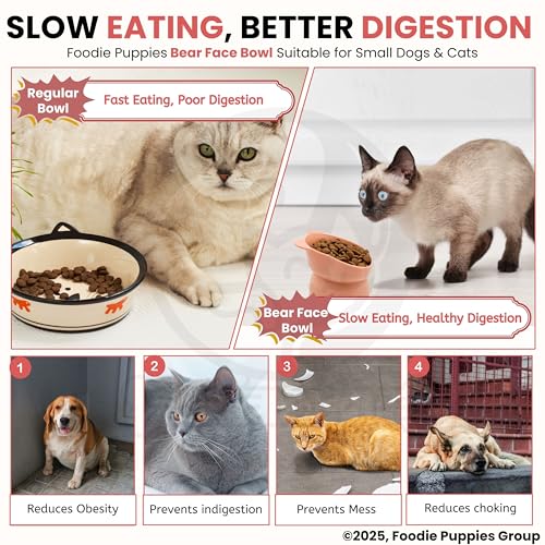 Image of Foodie Puppies Cat Tilted Food and Water Feeder (Bear Face Bowl, Pack of 2) | Durable, Anti Vomiting, Healthy Cat Bowl for Persian Cat Prevent Tipping Over | Elevated Feeder for Cats and Small Dogs