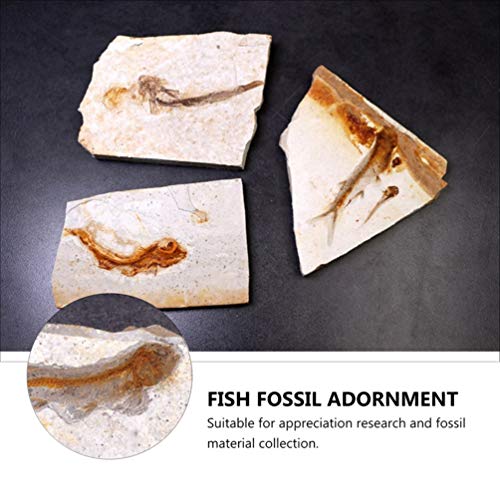 image for Scicalife Paleontology Fish Specimen Stone Ornaments for Basic Paleont