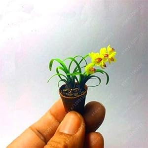 100 pc/bag rare mini orchid orchid orchid Phalaenopsis indoor miniature seed flowers garden bonsai orchid home garden vase 6
