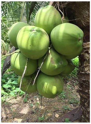 Live Dwarf Green Malayan Coconut Palm 6 to 12 inch Tall, Cocos nucifera Seedling for Planting, Sprouted Coco Plant Produces Edible Fruits, Ready to Grow