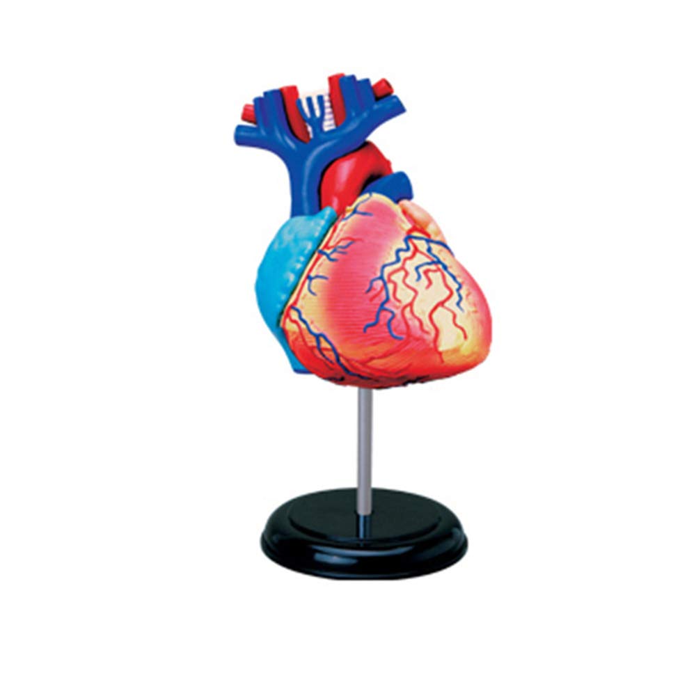 Buy Human Heart Model, Working Heart Model, Anatomy for Kids,Learning ...