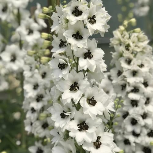 Semillas resistentes de la delphinium de para balcones, delphinium resistentes para el jardín, 350pcs