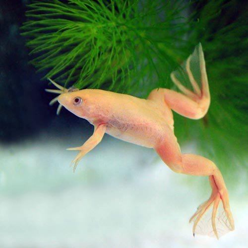 Amazon | (両生類)アルビノアフリカツメガエル （約2-3cm）＜3匹