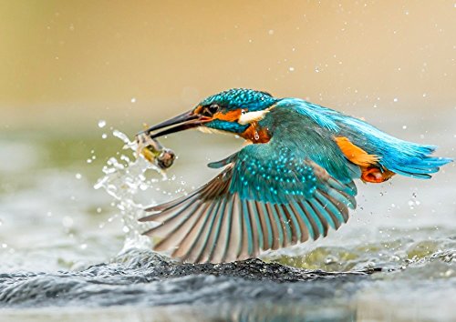 絵画風 壁紙ポスター (はがせるシール式) カワセミの水面捕食 翡翠 川? ソニドリ 鳥 キャラクロ BKWS-008A1 (A1版 830mm×585mm) 建築用壁紙+耐候性塗料 <日本製> ウォールステッカー お風呂ポスター