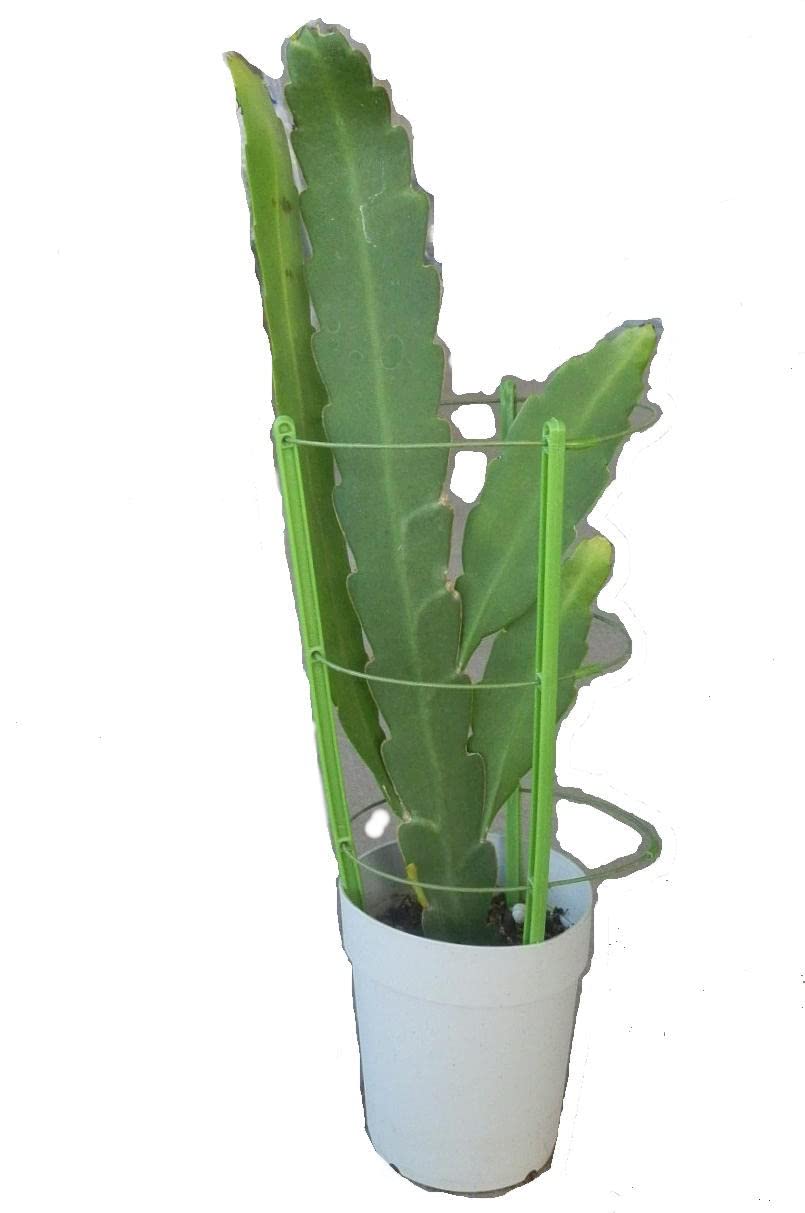 Amazon | 孔雀サボテン 交配種 宵待孔雀 花なし・開花見込み株 5号鉢