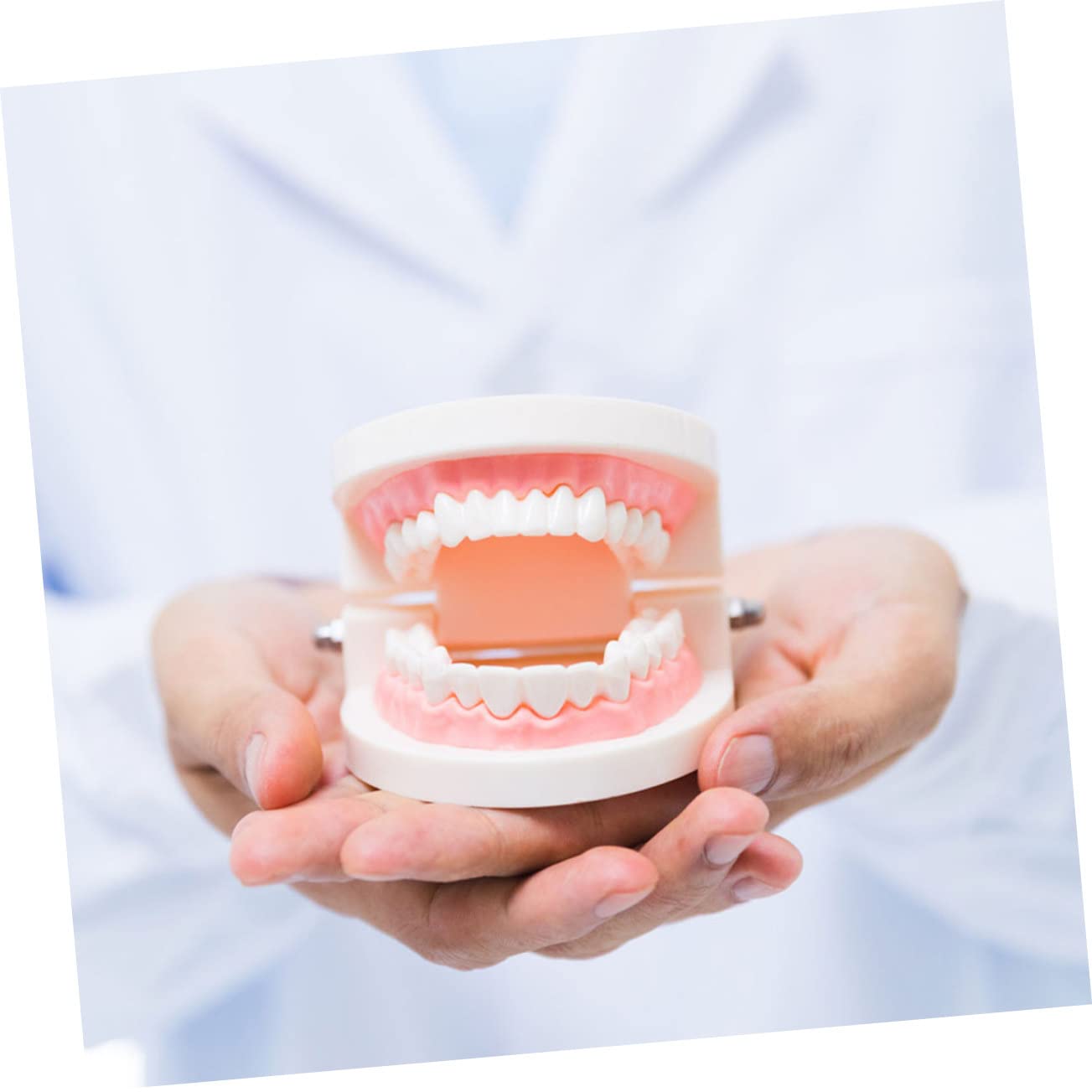 MUSISALY Toddler Teething Aid Deciduous Tooth Model 1 Set Child Teeth Model for Boys and Girls Brushing Education