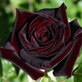 Rare Rose Bush, Rose Plant Live for Planting Indoor Outdoor, 6-10" Tall, Fragrant Flowers Well Rooted Plant (Black Rose)