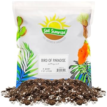 best pot for bird of paradise that will transform your plant care 1 best pot for bird of paradise