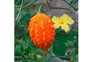 JAMAICAN CERASEE SEEDS- The Marvelous Bitter Melon with Healing Properties