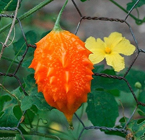 Amazon.com : JAMAICAN CERASEE SEEDS- Bitter Melon-bitter Gourd,Use