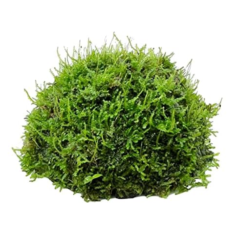 Half Coconut with Moss - An Easy Growing Aquatic Plant Cover