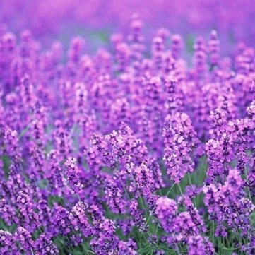 ®PUSA-Lavender Seeds Fragrant Organic Flower Seeds Home Garden Bonsai Suitable Plant-L-68 (B0CJRZ9GX4) Amazon Price History, Amazon Price Tracker