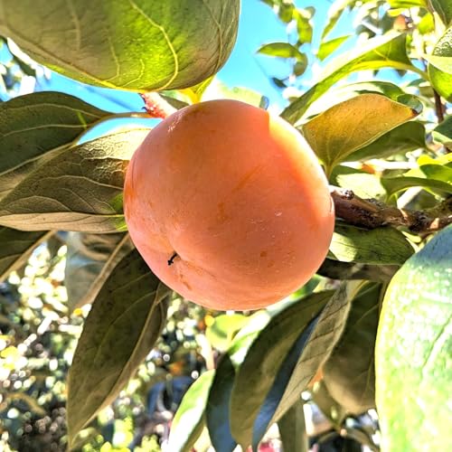 ` Ê` yc`z ₳Ƃ̊` xL`EY` ƒp 3.5kg 12`16 錧Ήss11/{`11/{oׁt