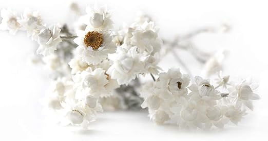 Amazon Blooming Me フラワーデザイナーおすすめ ハーバリウム 花材 人気 ドライフラワー アンモビューム ドライフラワー オンライン通販 Amazon Blooming Me フラワーデザイナーおすすめ ハーバリウム 花材 人気 ドライフラワー アンモビューム ドライフラワー オンライン通販