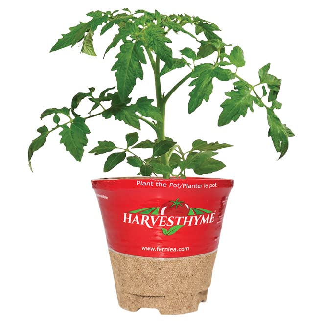 Planta de Tomates Corazón de Buey Natural Ideal para Transformar tu Jardín en un Huerto de Tomates