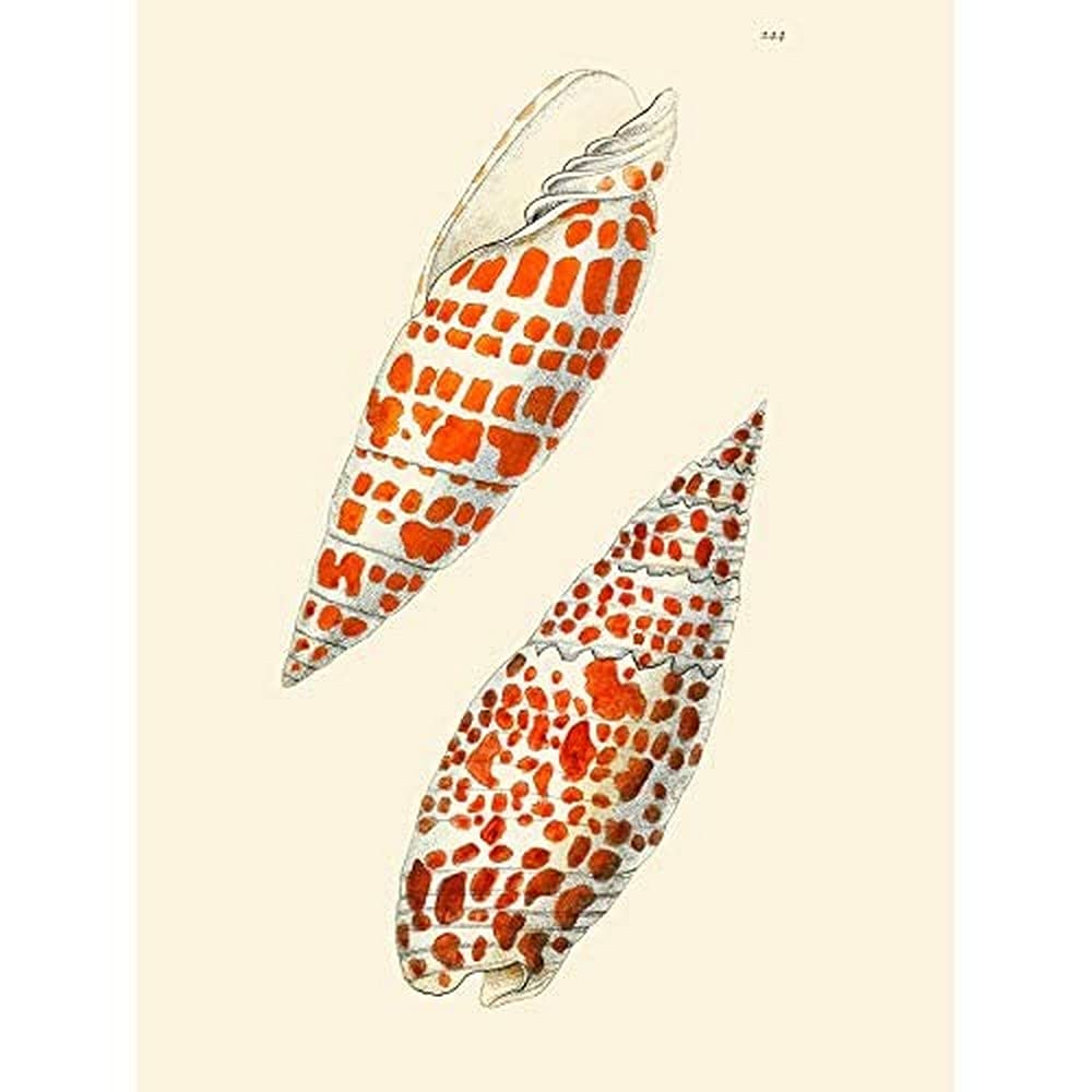 Seashell Orange Spotted Conical Art Print Canvas Premium Wall Decor Poster