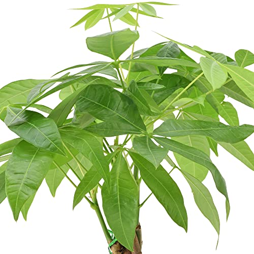 Money Tree Live Indoor Plant in 4 in. Plastic Grower Pot *Sold by Amazon and Arcadia Garden Products* Money Tree Live Indoor Plant in 4 in. Plastic Grower Pot *Sold by Amazon and Arcadia Garden Products*