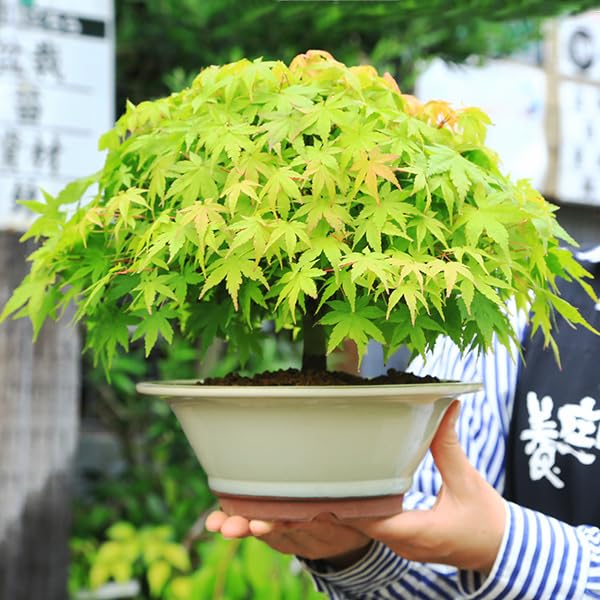 Amazon.co.jp: 遊恵盆栽：特選清姫もみじ(瀬戸焼青鉢)*bonsai : DIY