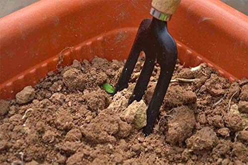 GION 3 Piece Gardening Tool Set Mini Wood Handle Cultivator, Gardening Scissors, Garden Forks, Gardening Tool Set, Garden Tools (Set of 3)