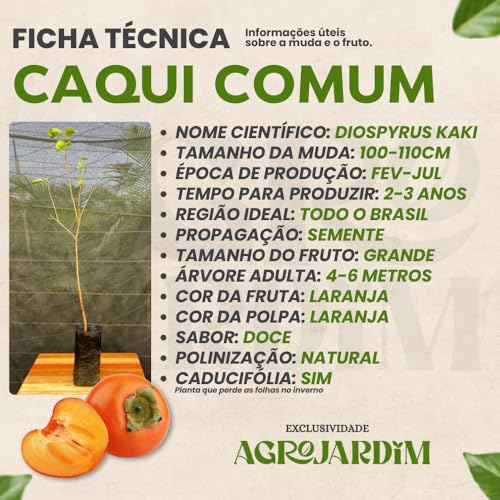 Muda Frutífera de Caqui Comum