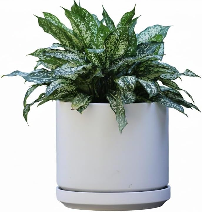 PLANTATOREM Ceramic 12 Inch Mid Modern Planter Pot with Drainage Hole and Saucer, Indoor Cylinder Round Flower Pot, Perfect for Planting Succulents, Herbs, Flowers, House Plants, Tea Green