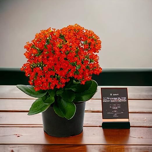 Growing Plants Original Live Kalanchoe Flower Live Plant Outdoor Garden