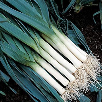 Suffolk Erbe - Organic Leek Atlanta - 150 semi