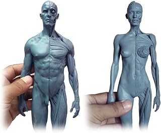 Female & Male Anatomy Figure - Human Anatomical Muscle Bone Model Resin Mterial Human Anatomy Figure Model - for Medical Artist Drawing Study