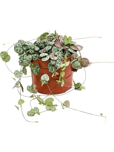 String of Hearts - Ceropegia Woodii - Interesting Trailing Succulent House Plant in 8cm Pot