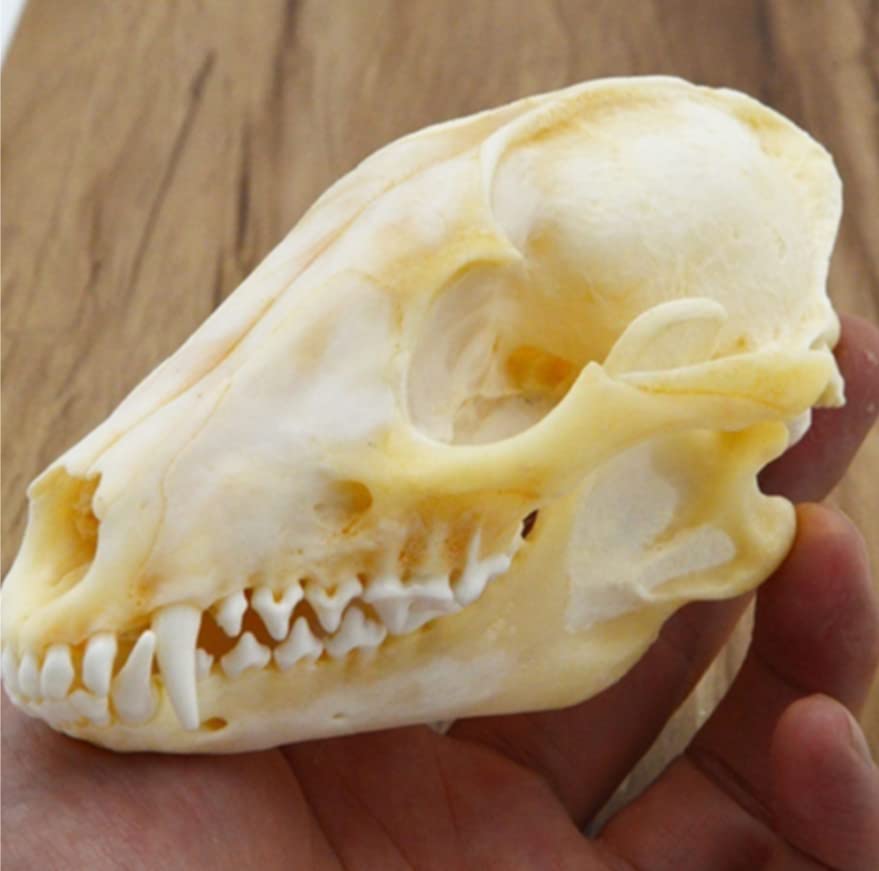 Amazon.co.jp: 動物の頭蓋骨レプリカ キツネの頭蓋骨標本 本物の