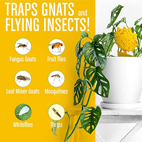 Gnat Sticky Traps (12 Pack), Yellow Fruit Fly Traps For House And Plants #TOP2
