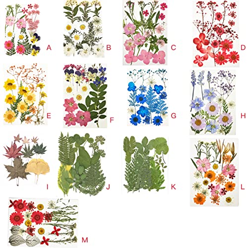 DIYOO Decalque de flores secas decalque de maquiagem para meninas, artesanato, recheios, flores pren