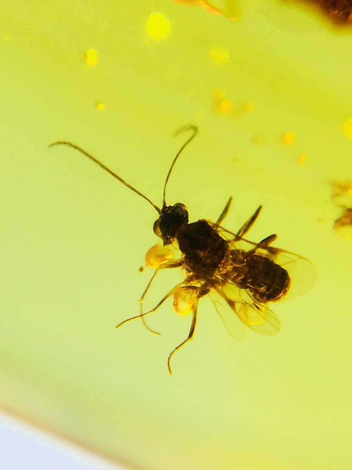 Burmese burmite Cretaceous Honeybee Insect Fossil Amber Myanmar