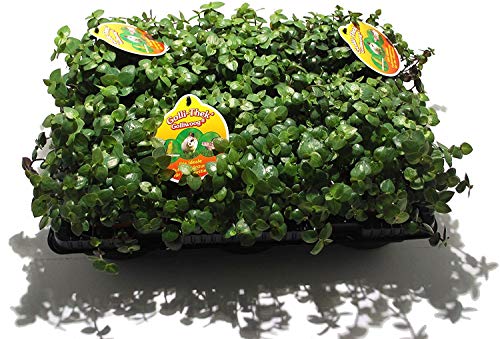Golliwoog (Callisia repens) - Futterpflanze für Bartagamen, Vögel, Meerschweinchen, ect. (6 STK. + 2 STK. Sepiale)