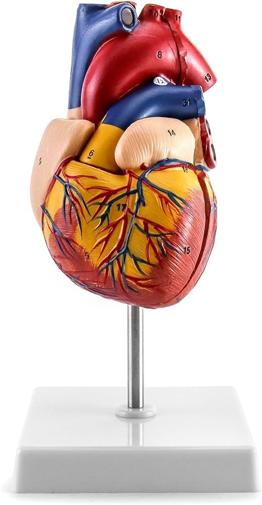 See full amazon price history chart for SIINC HUMAN HEART MODEL SIINC HUMAN HEART MODEL (B0D66QH891) Amazon Price History, Amazon Price Tracker